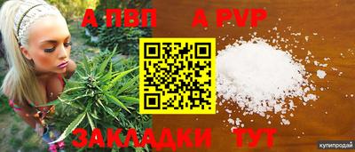 шишки Гай