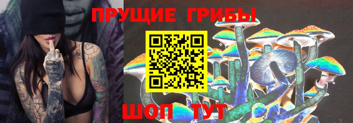 Псилоцибиновые грибы Psilocybine cubensis Калининград